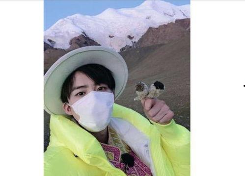 明星采雪莲,探寻高原珍宝的美丽传奇